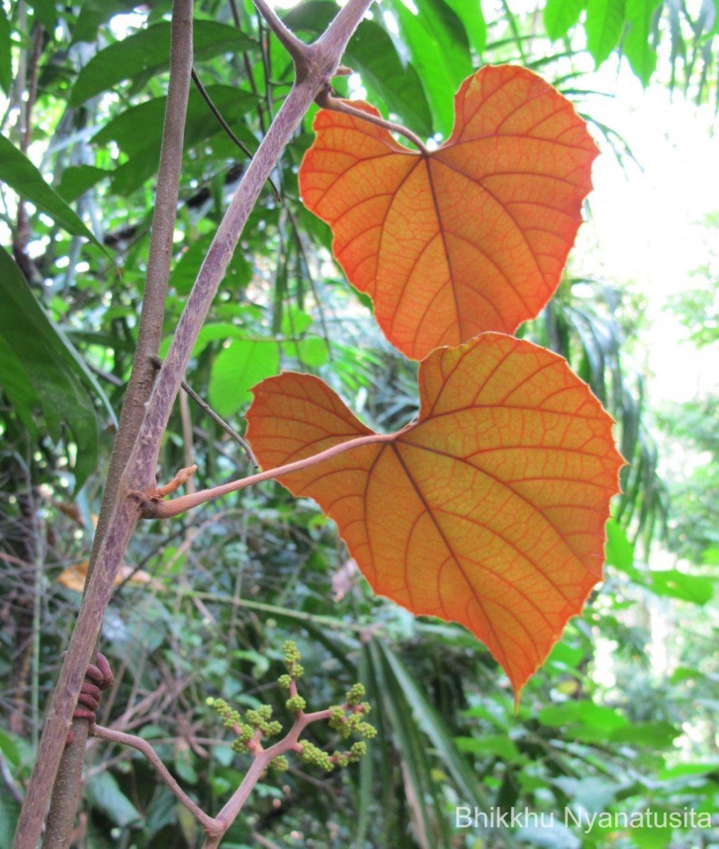 Ampelocissus indica (L.) Planch.